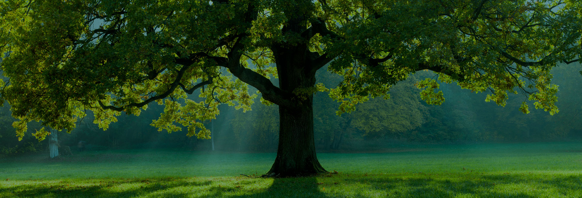 arbre-1