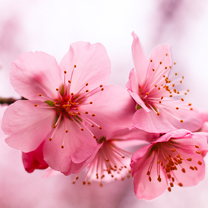 fleurs-roses